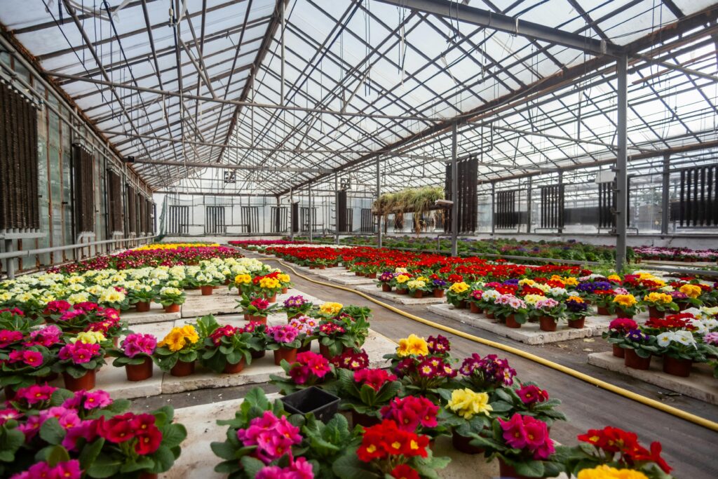 Colorful primroses bloom in an expansive greenhouse, showcasing nature's beauty.