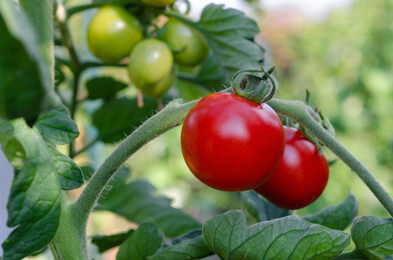 tomatoes, vegetables, plant, red tomatoes, fresh tomatoes, nature, ripe, bush, healthy, tomatoes, tomatoes, tomatoes, tomatoes, tomatoes