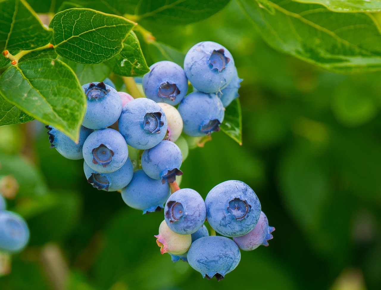 blueberries, fruits, berries, food, harvest, vitamins, ripe, healthy, organic, produce, fresh, nutrition, blueberries, blueberries, blueberries, blueberries, blueberries