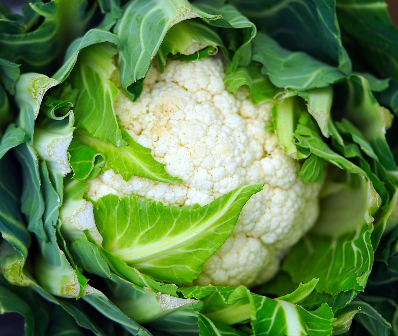 cauliflower, vegetable, food, fresh, healthy, nourishment, nutrition, organic, produce, vitamins, closeup, cauliflower, cauliflower, cauliflower, cauliflower, cauliflower