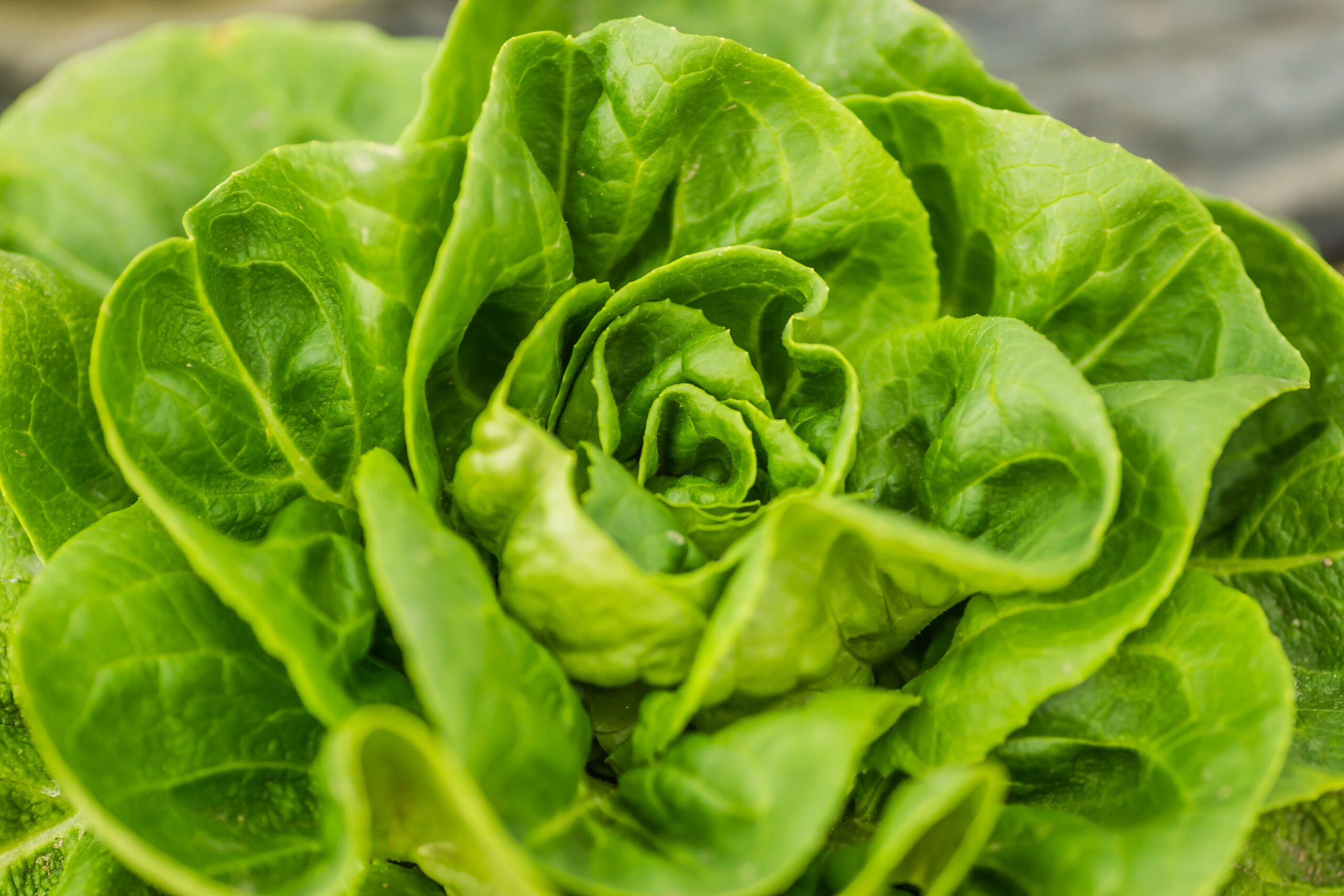 Detailed close-up of a vibrant green lettuce, showcasing its lush and fresh appearance.