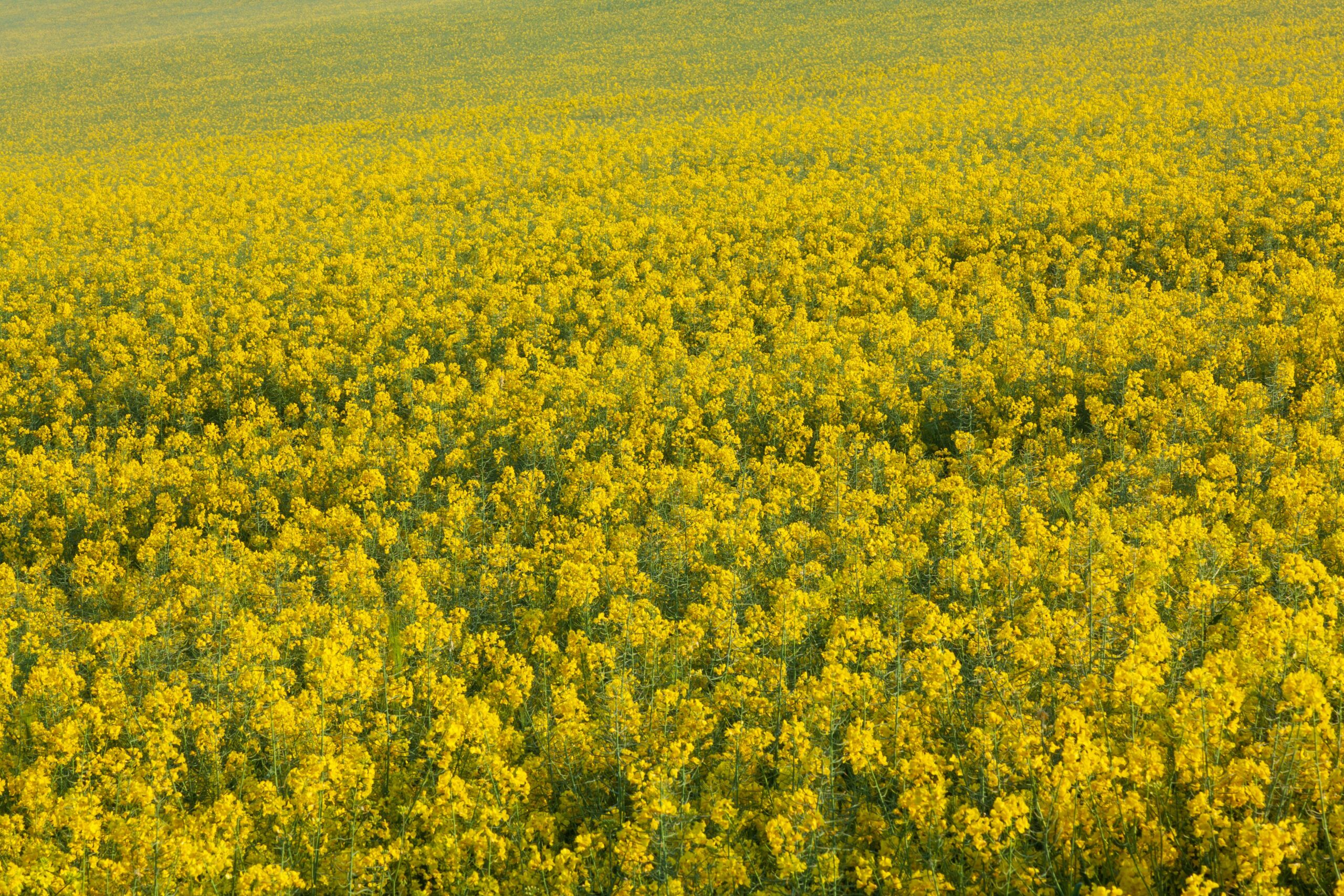 Expansive view of a vibrant yellow canola field in full bloom near Vernon, France, under bright summer sunlight.