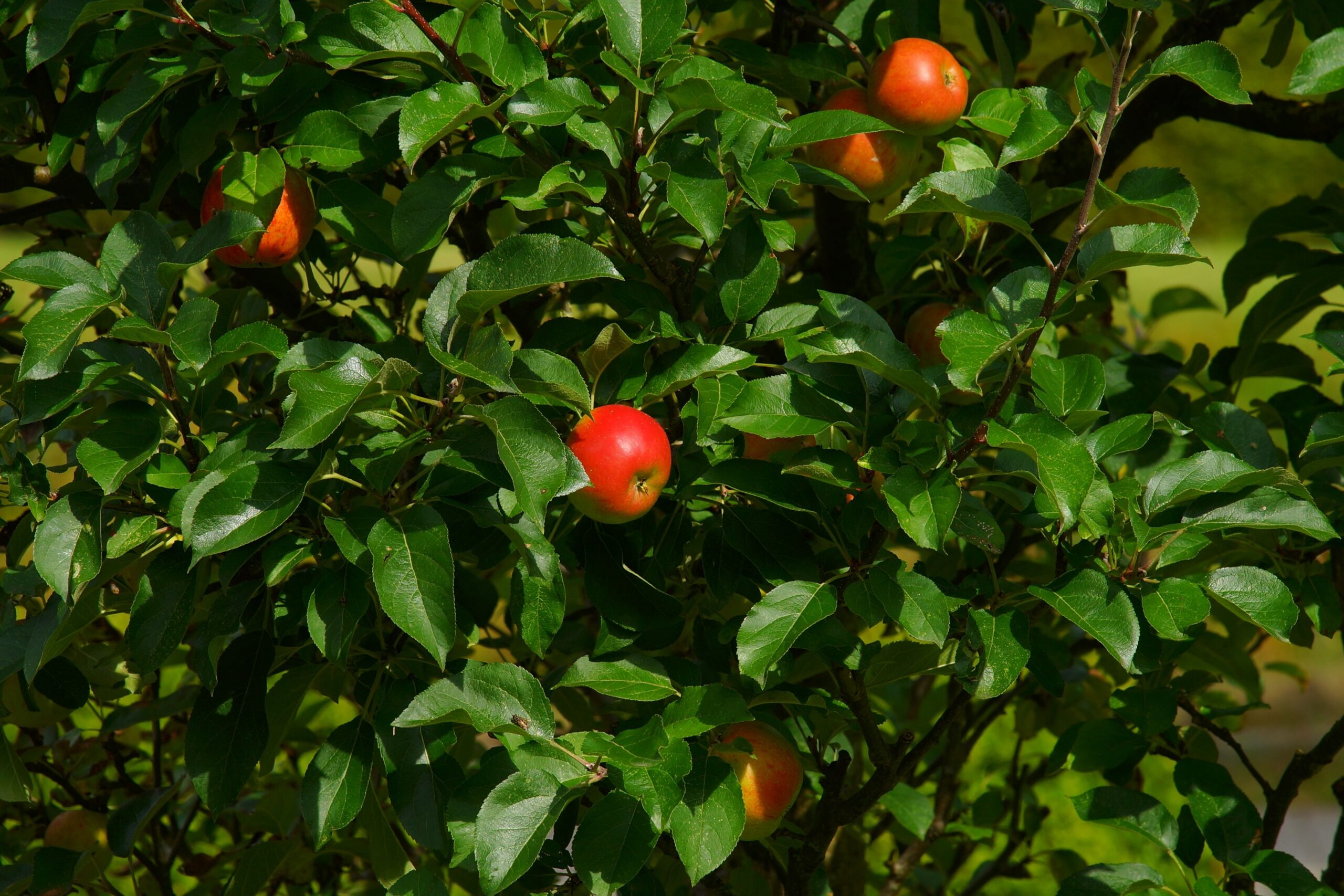 Close-up of a leafy apple tree with ripe red apples, showcasing freshness and growth.