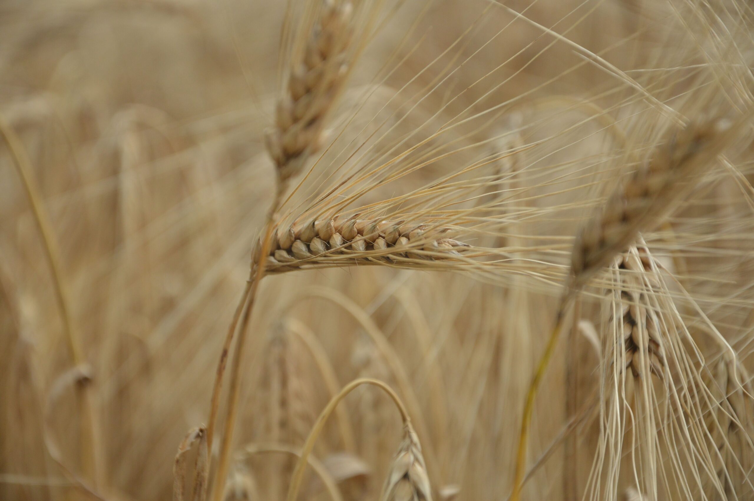 Detailed close-up of ripening wheat ears in a field, capturing the beauty of summer agriculture.