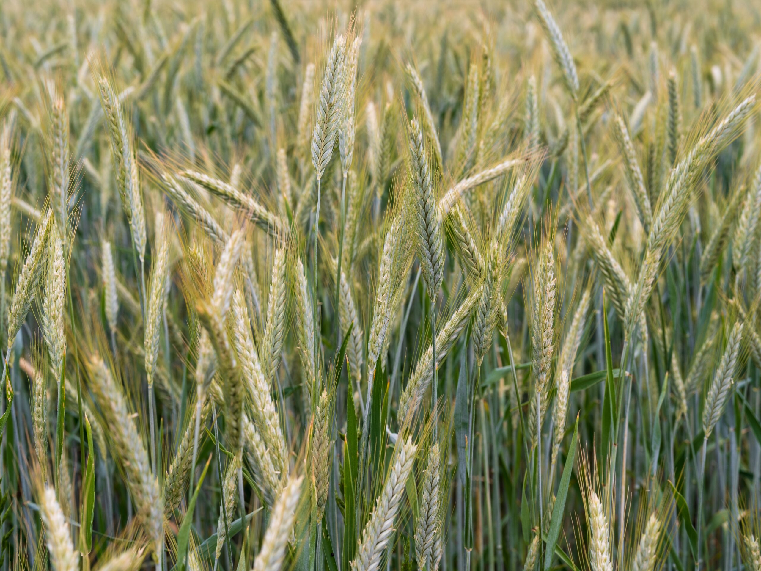 Close-up of a vibrant wheat field with golden stalks under soft summer light.